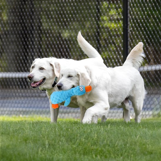 2 chiens jouent avec Peluche pour chiens