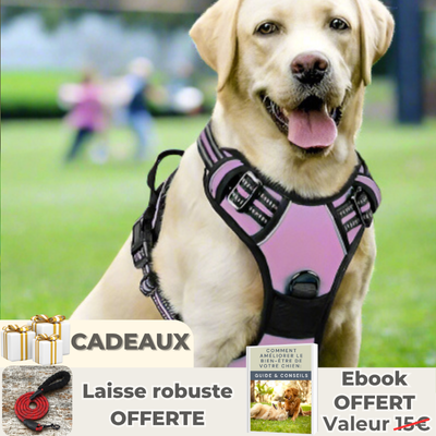 Harnais chien | 4paws™