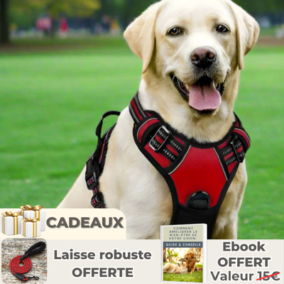 Harnais chien | 4paws™