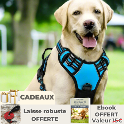 Harnais chien | 4paws™