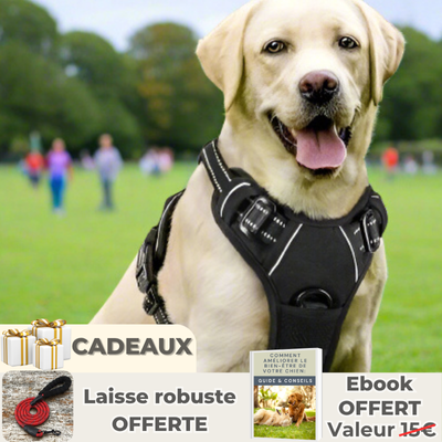 Harnais chien | 4paws™