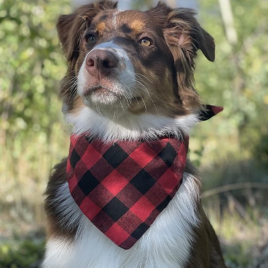 aussie portant Bandanas Chien est assis dans pré