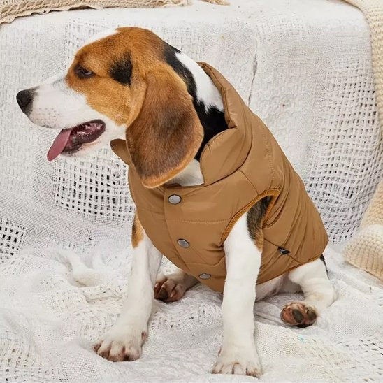 beagle portant Manteau pour chien café est assis sur lit