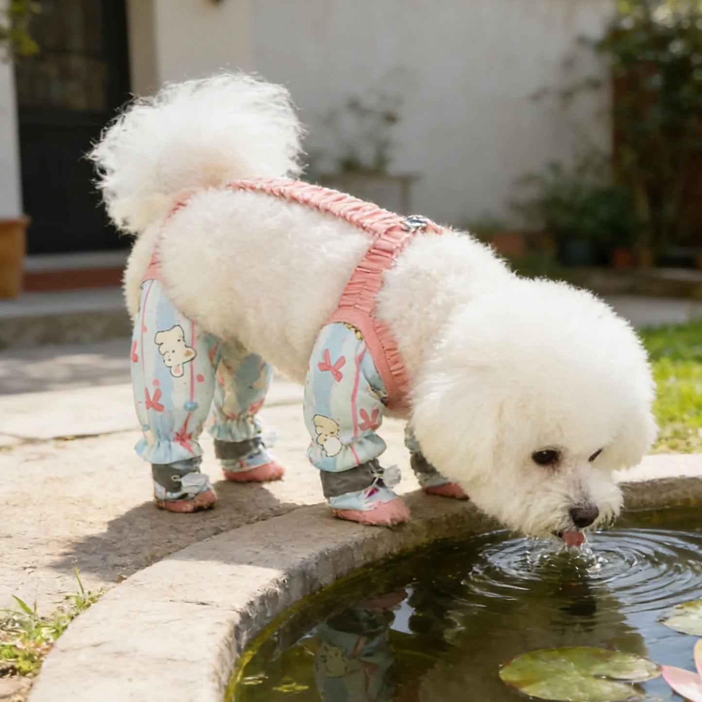 caniche blanc portant bottes chiens boitde fontaine