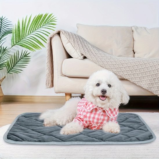 caniche blanc en chemise carrelee etendu sur Tapis chauffant chien sur moquette blanche