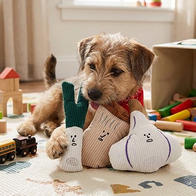 chien gris joue avec Peluche pour chien sur moquette