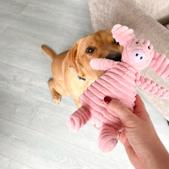 chien joue avec dame et Peluche pour chien