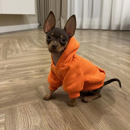 chihuahua porte Pull pour chien orange assis sur sol bois