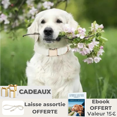 golden retriever blanc portant collier chien-blanc tient des fleurs entre ses dents assis dans un pre