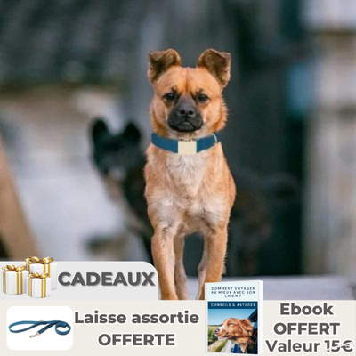 chihuahua portant collier chien bleu marche dans la rue