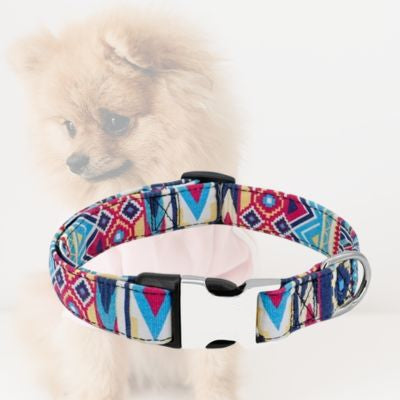 collier chien bleu pale sur arriere plan de pomeranien