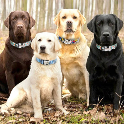 4-labradors-chocolat-noir-blanc-jaune-assis-sur-feuilles-automne-prĂšs-du-