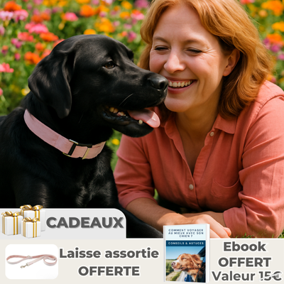 labrador noir portant collier chien rose est couche dans jardin fleuri avec dame rousse de 50 ans