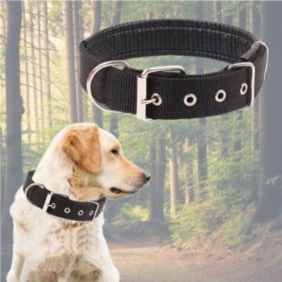 labrador-blond-avec-collier chien -noir-et-photo-collier-noir-en-haut-sur-fond-de-forĂȘt