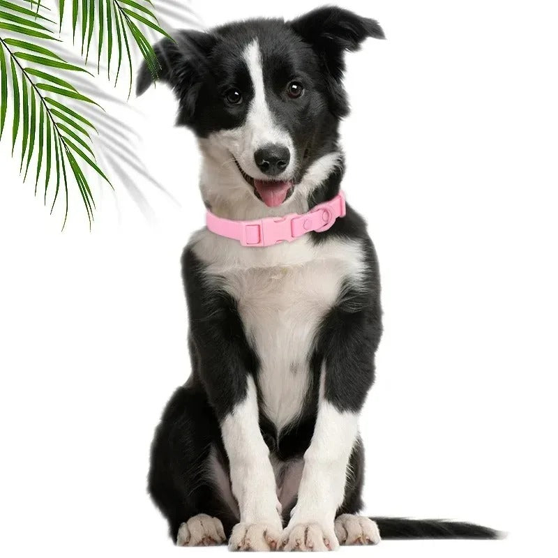 berger australien portant collier chien est assis prĂšs de plante