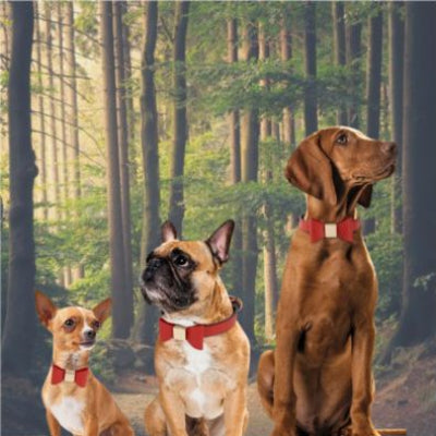 3-chiens-roux-cĂŽte-Ă -cĂŽte-en-forĂȘt-chihuahua-bouledogue-et-grand-danois