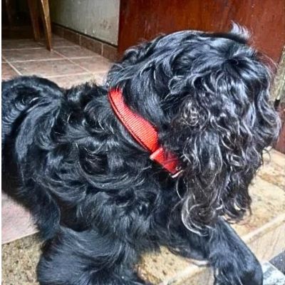 chien-noir-aux-poils-frisotté-avec-collier-rouge-couché-sur-plancher-à -carreaux-beiges-il-regarde-vers-la-droite