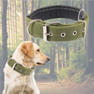 labrador-blond-avec-collier chien vert-et-photo-collier-vert-en-haut-sur-fond-de-forĂȘt