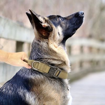 berger-allemand-noir-et-beige avec collier de dressage pour chien regade-vers-le-haut-son-maitre-le-tient-par-son-collier-sur-un-pont-