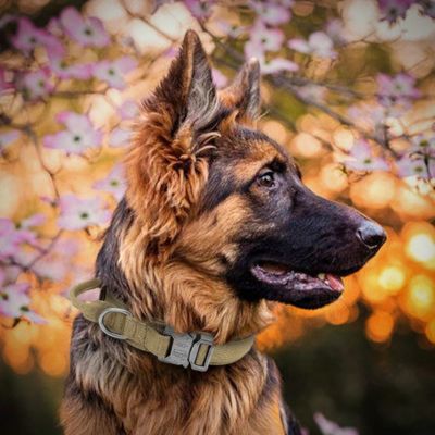 berger-allemand-roux-et-noir portant collier de dressage pour chien beige regarde-vers-sa-gauche-derrière-lui-un-arbre-cerisier-avec-fleurs-roses-et-blanches