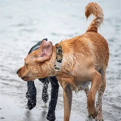 chien-roux-joue-dans-l'eau-avec-chien-noir