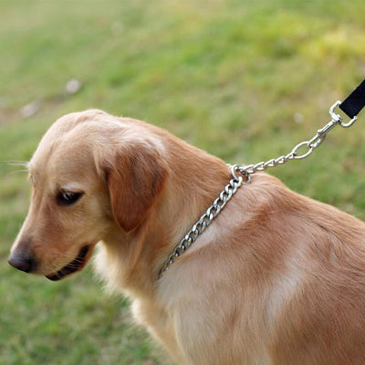 golden retriever porte collier de dressage pour chien dans un champs