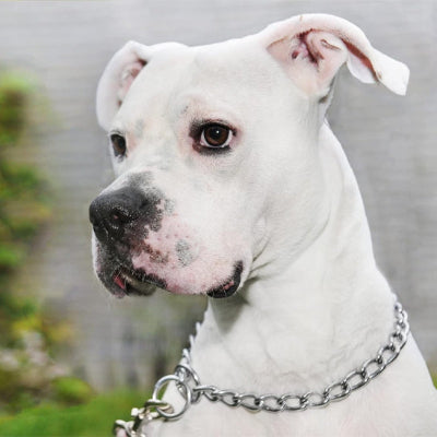 chien boxer blanc porte collier de dressage pour chien sur bord de lac
