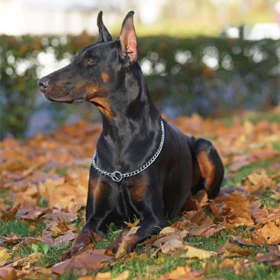 doberman portant collier de dressage pour chien est couche dans un champs couver de feuilles tombees des arbres