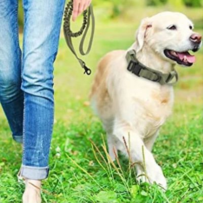 labrador-jaune-se-promène-dans-gazon-vert-avec-fille-en-jeans-bleu-et-laisse-dans-la-main
