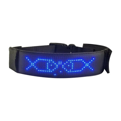 collier lumineux chien bleu sur fond blanc