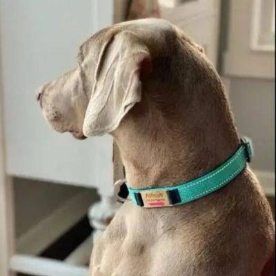 chien-brun-dans-maison-regardant-vers-sa-droite porte collier pour chien aqua
