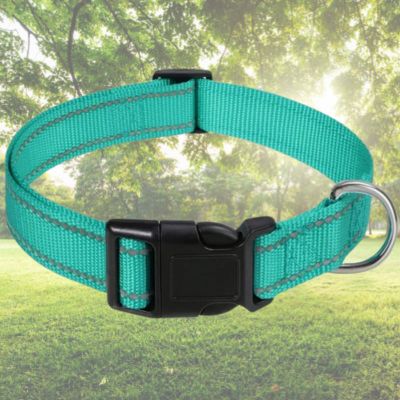 collier pour chien aqua