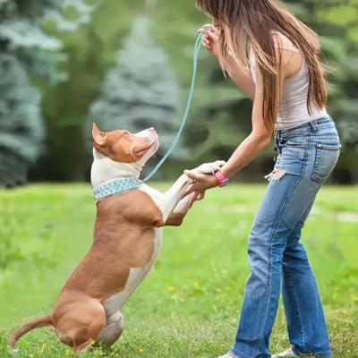 pittbull-banc-et-roux-sur-ses-pattes-arriĂšres-et-ses-pattes-avant-dans-la-main-d'une-fille-blonde-vĂȘtue-de-jeans-bleus-percĂ©s-et-camisole-blanche-dans-un-parc-prĂšs-d'un-bois