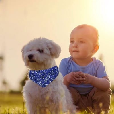 bichon-frisé-avec-collier-foulard-bleu-assis-prÚs-d'un-petit-garçon-avec-pantalon-beige-et-tshirt-bleu-au-coucher-de-soleil