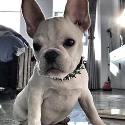 bĂ©bĂ©-bouledog-français-blanc-assis-sur-plancher-luisant-dans-une-maison-avec-grandes-fenĂȘtres-avec-rideaux-on-voit-un-balai-dans-coin-arriĂšre-droit-et-une-chaise-Ă -la-gauche-il-y-a-un-objet-par-terre-sur-cĂŽtĂ©-gauche-du-chien