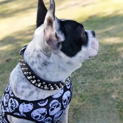 terrier-boston-blanc-et-noir-regardant-vers-sa-gauche-porte-colliercloutĂ©-noi-et-vĂȘtement-bleu-vec-tĂȘtes-de-mort-blanches