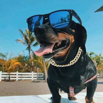 bouledog-français-noir-avec-lunettes-de-soleil-porte-collier-or-et-a-la-bouche-ouverte-et-langue-sortie-dans-un-endroit-avec-clÎture-blanche-et-palmiers