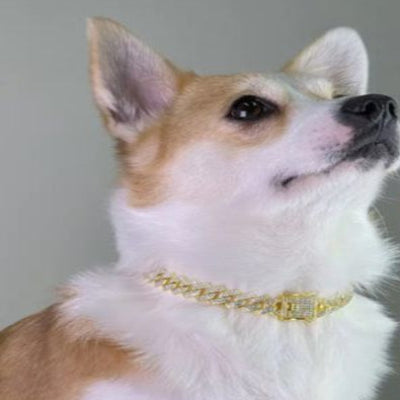 corgi-blanc-et-blond-regardant-en-haut-vers-sa-gauche-sur-fond de mur-gris porte collier pour chien or