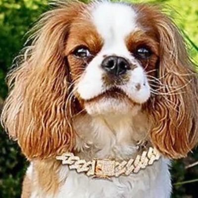 chien-Ă©pagneul-cavallier-king-charles-qui-porte-collier-or-et-se-trouve-devant-des-arbres