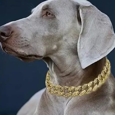 chien-braque-de-weimar-gris-sur-fond-noir-regardant-vers-sa-droite-et-portant-collier-or