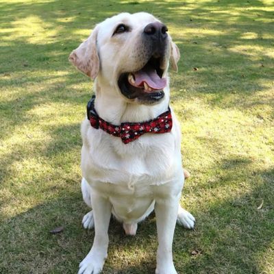 labrador-jaune-bouche-ouverte-assis-sur-gazon porte collier pour chien