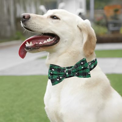 labrador-jaune-sur-pelouse-de-profil-bouche-ouverte porte collier pour chien vert