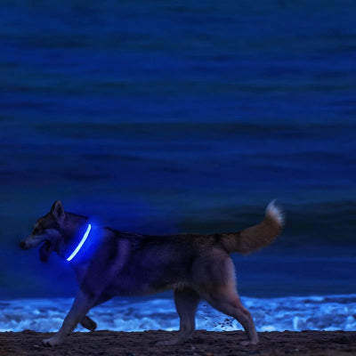 husky sur le bord de mer la nuit porte collier lumineux pour chien