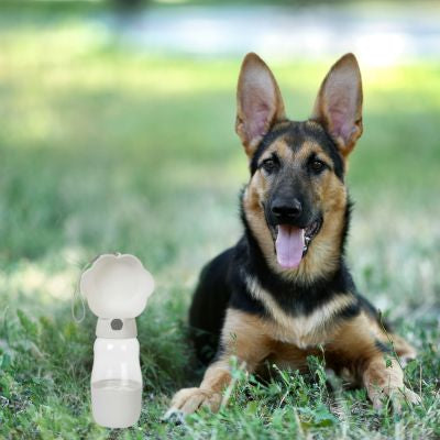 Gourde pour Chien | Thirsty Doggy