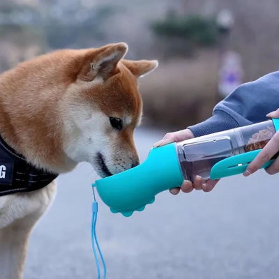 shiba inu boit dans gourde pour chien bleue