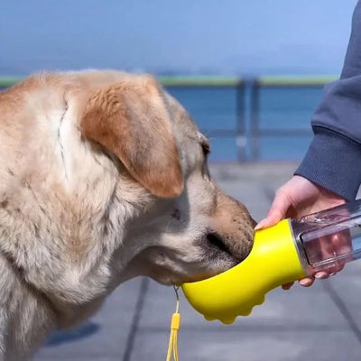 labrador beige boit dans gourde pour chien jaune