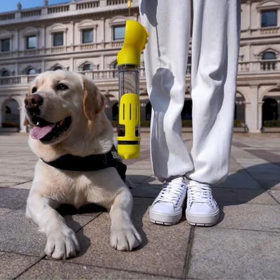 labrador beige couche sur plaque de ciment avec personne en pantalon blanc qui tien gourde pour chien jaune