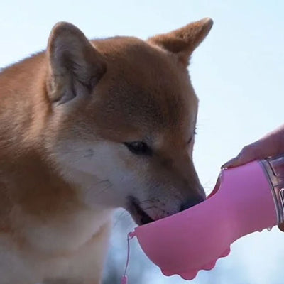 shiba inu boit dans gourde pour chien rose