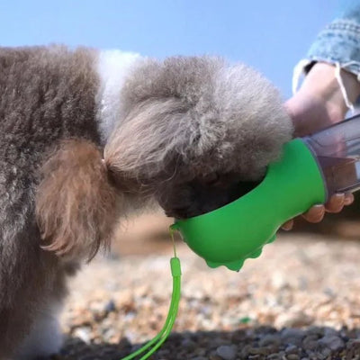 caniche gris boit ans gourde pour chien verte
