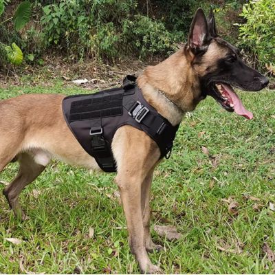 Harnais anti traction | JunglePup™